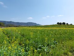 -光明小镇欢乐田园