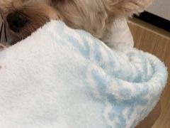 -美联众合动物医院·24h京西诊疗中心