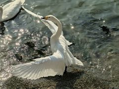 -烟墩角天鹅湖