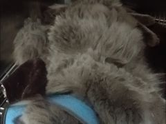 -米苏动物医院·犬猫专科·骨科外科内窥镜