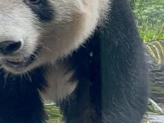 -中国大熊猫保护研究中心雅安碧峰峡基地