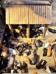 -酷嗒动物文化乐园(cutezoo西溪乐天城店)