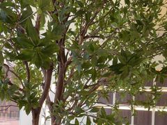 -静耳元気采耳·按摩·SPA(万象前海店)