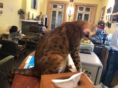-猫色咖啡·猫咖