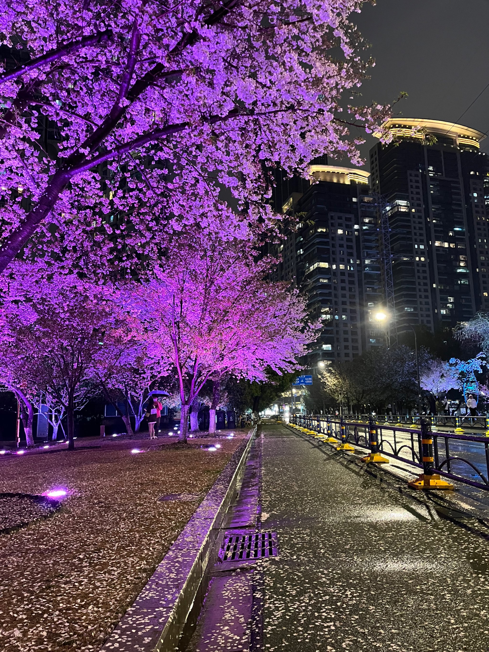 偶遇一场樱花雨