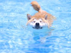 -汪说喵讲宠物乐园宠物酒店(红星美凯龙店)