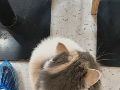 -喵园·猫主题咖啡厅·撸猫·猫咖(国贸店)