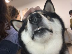 -柴迷FANS CLUB·柴犬狗咖·猫咖