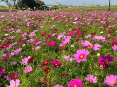 -径山花海