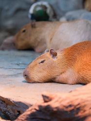 -Zoolung Zoolung动物主题公园(海信广场店)