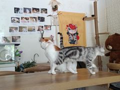 -平行世界·猫咖(首经贸店)