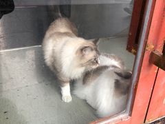 -白兔子密室(长寿路店)