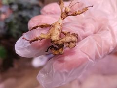 -正佳雨林生态植物园