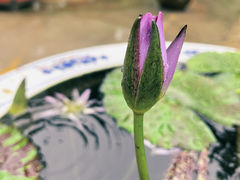 -龙华寺