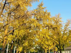 -三里屯东五街银杏大道