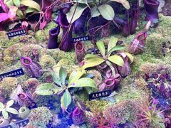 -中国科学院西双版纳热带植物园