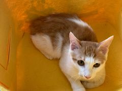 -中农国际动物医院24小时·猫科·骨科·急重症中心
