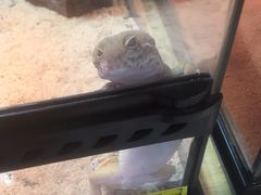 -钓仓鼠(洋桥北里小区店)