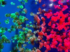 -成都浩海立方海洋公园