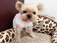 -FAELING PETS美天灵宠物(富力广场店)
