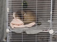 -屋虎猫馆(宝安大仟里店)