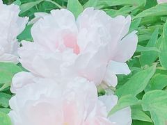 -国家植物园
