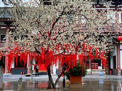 -西安青龙寺遗址景区