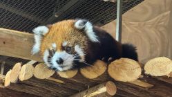 -Zoolung Zoolung动物主题公园(海信广场店)