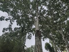 -南翠屏公园