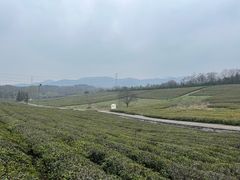 -宜兴龙背山森林公园