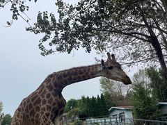 -大连森林动物园