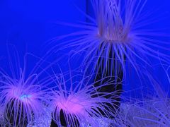 -上海海洋水族馆