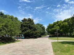 -上海滨江森林公园