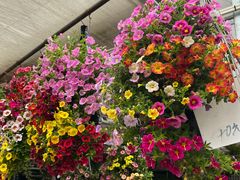 -龙大花卉苗木市场