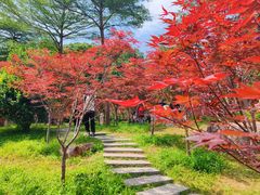 -广州市帽峰山景区