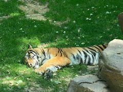 -北京野生动物园