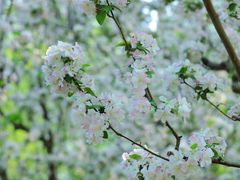 -海棠花溪(元大都城垣遗址公园)