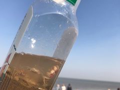 -刘家湾赶海园