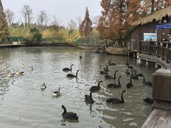 -溱湖国家湿地公园