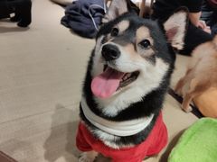 -逗柴咖啡屋·狗咖猫咖宠物桌游