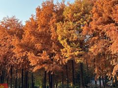 -上海海湾国家森林公园