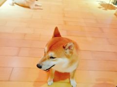 -喜柴咖啡·柴犬狗咖