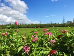 -上海长兴岛郊野公园