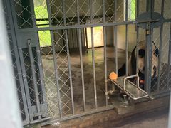 -都江堰中华大熊猫苑
