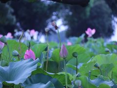 -滆湖低碳生态公园