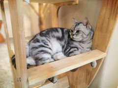 -More Fun猫咖 二十只万元加菲主题