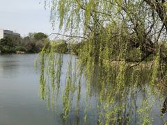 -桃花岛景观公园