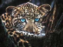 -罗红摄影艺术馆