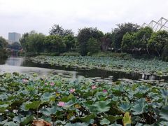 -新江湾城公园
