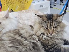 -达爱动物医院·犬猫分区·CT·复杂眼科(远洋山水分院)